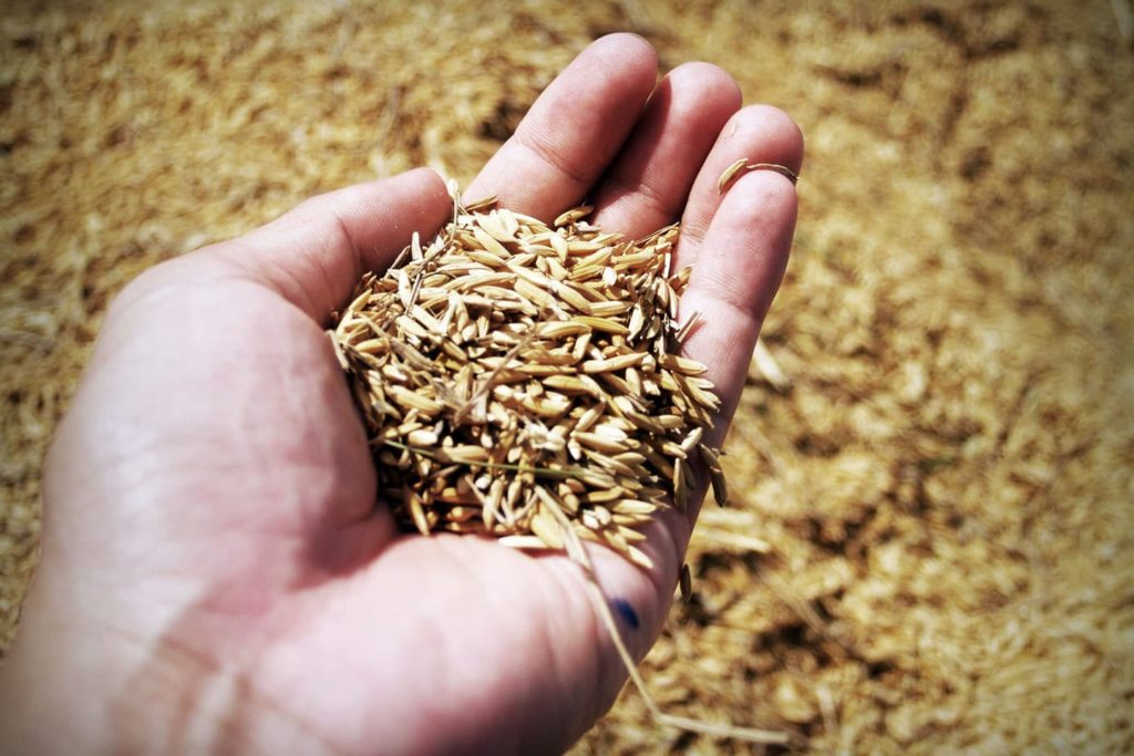 a person holding a handful of grain